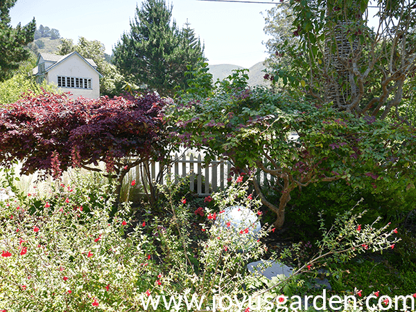 a garden in summer there are shrubs & trees in the background with a woody salvia in front