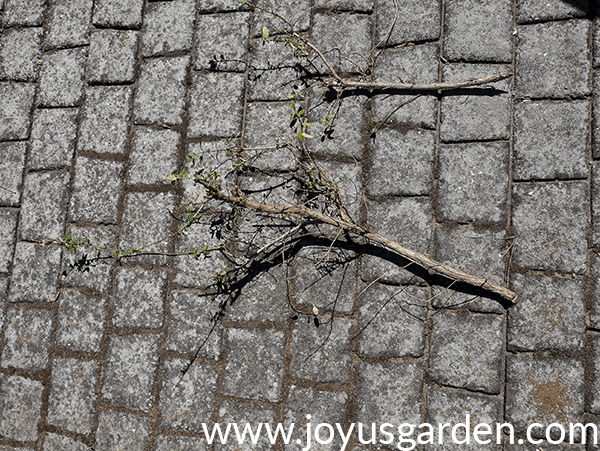 2 stems on a walkway which have pruned out of a woody salvia