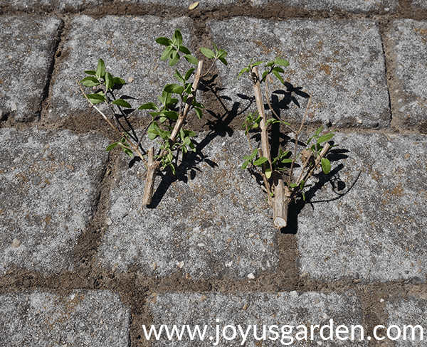 2 short stems which have been pruned out of a woody salvia