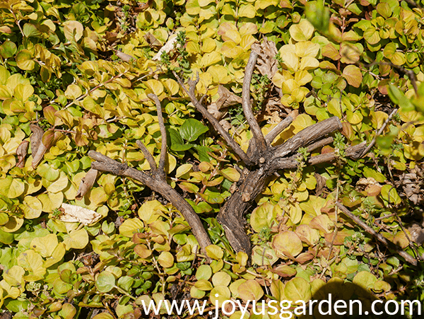 2 dead stems on a chartreuse ground cover which have been taken out of a woody salvia