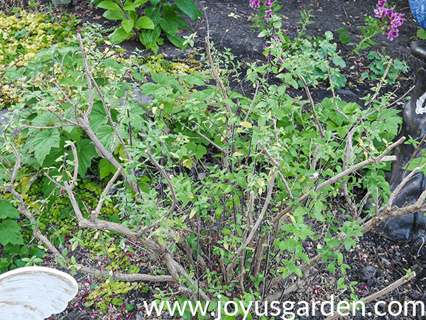 a woody salvia which has been pruned in a garden