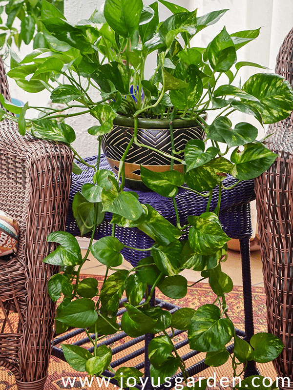 a golden pothos with long trails in a ceramic pot sits on a purple wicker table