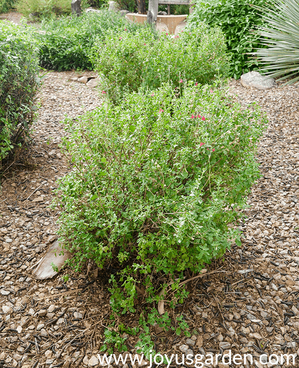 2 woody salvia which have been pruned into a rectangular shape