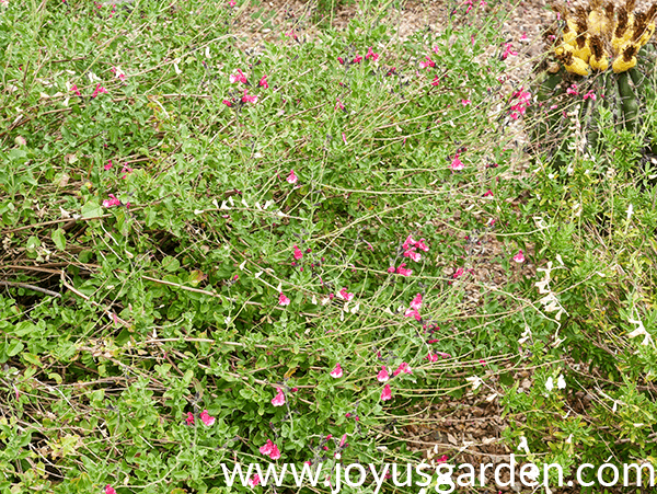 an over grown woody salvia which flowers & dead stems