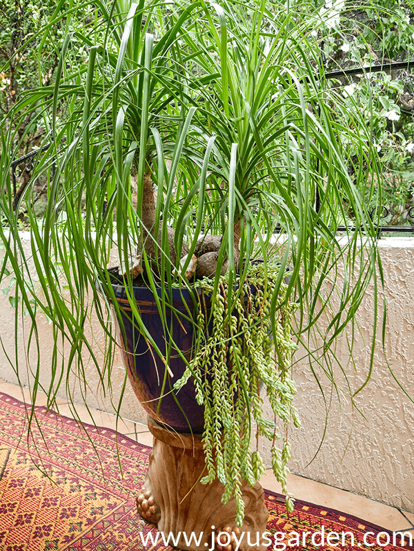 a large 3-headed ponytail palm underplanted with burro's tail succulents grows in a large blue pot on a pedestall