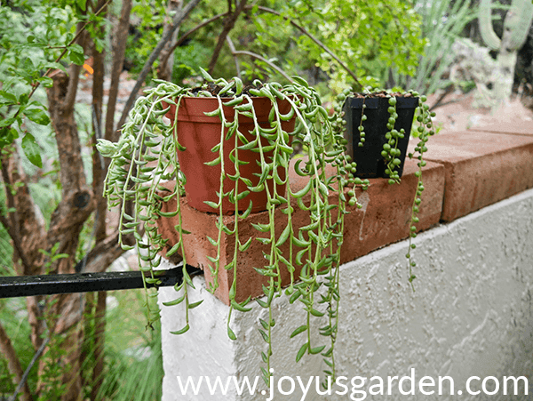 2 string of bananas & string of pearls plants sit on top of a fence