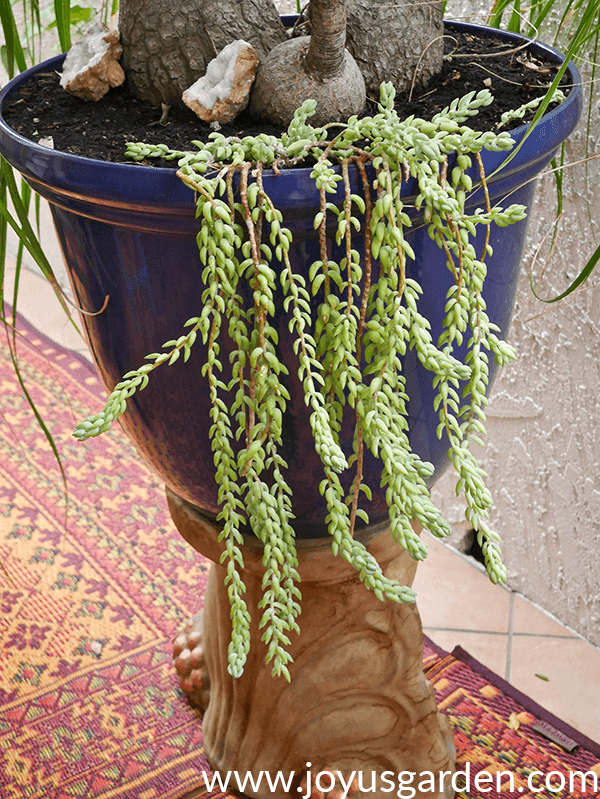 close up of a burro's tail succulent trailing out of a large blue pot on a pedestal