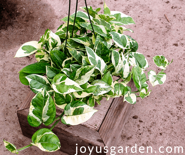 a green & white pothos glacier sits on a wooden box which is on the floor