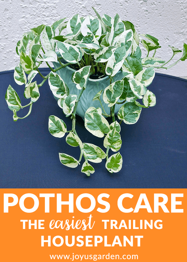 aspca pothos