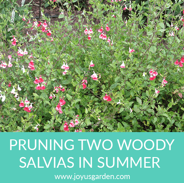 Pruning 2 Woody Salvias In Summer