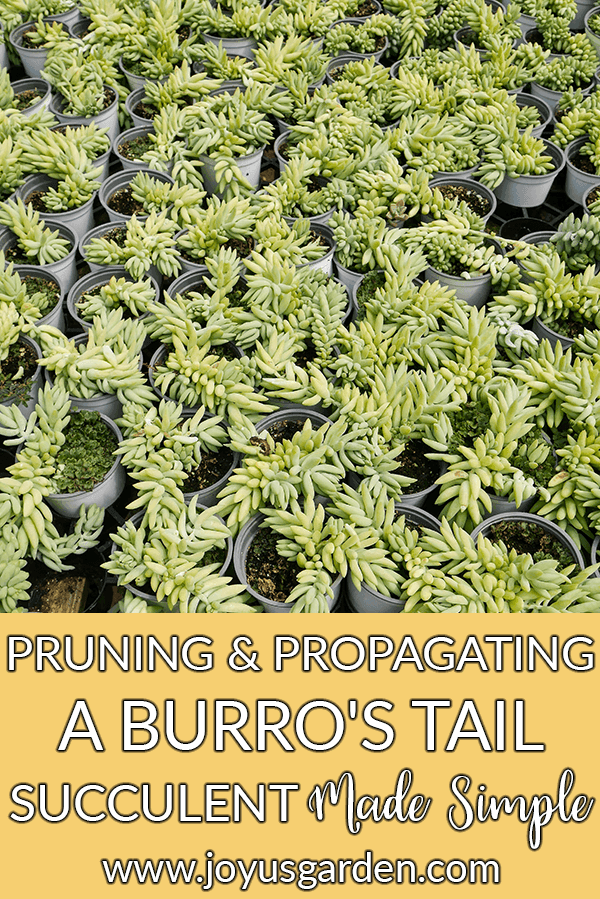 Pruning and Propagating A Burro’s Tail Succulent