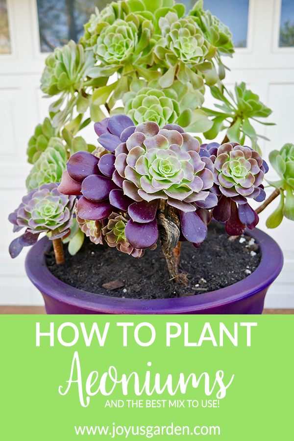 Planting Aeoniums: How To Do It & The Best Soil Mix To Use