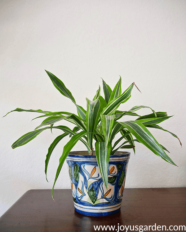 a dracaena lemon lime in a blue talavera pot sits on a dark wood table