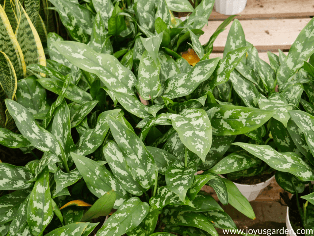 Aglaonema Chinese Evergreens rất tốt trồng trong ánh sáng yếu.