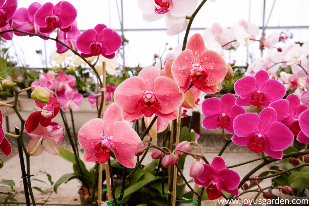 Phalaenopsis Orchids là loài cây trồng trong nhà có hoa lâu năm