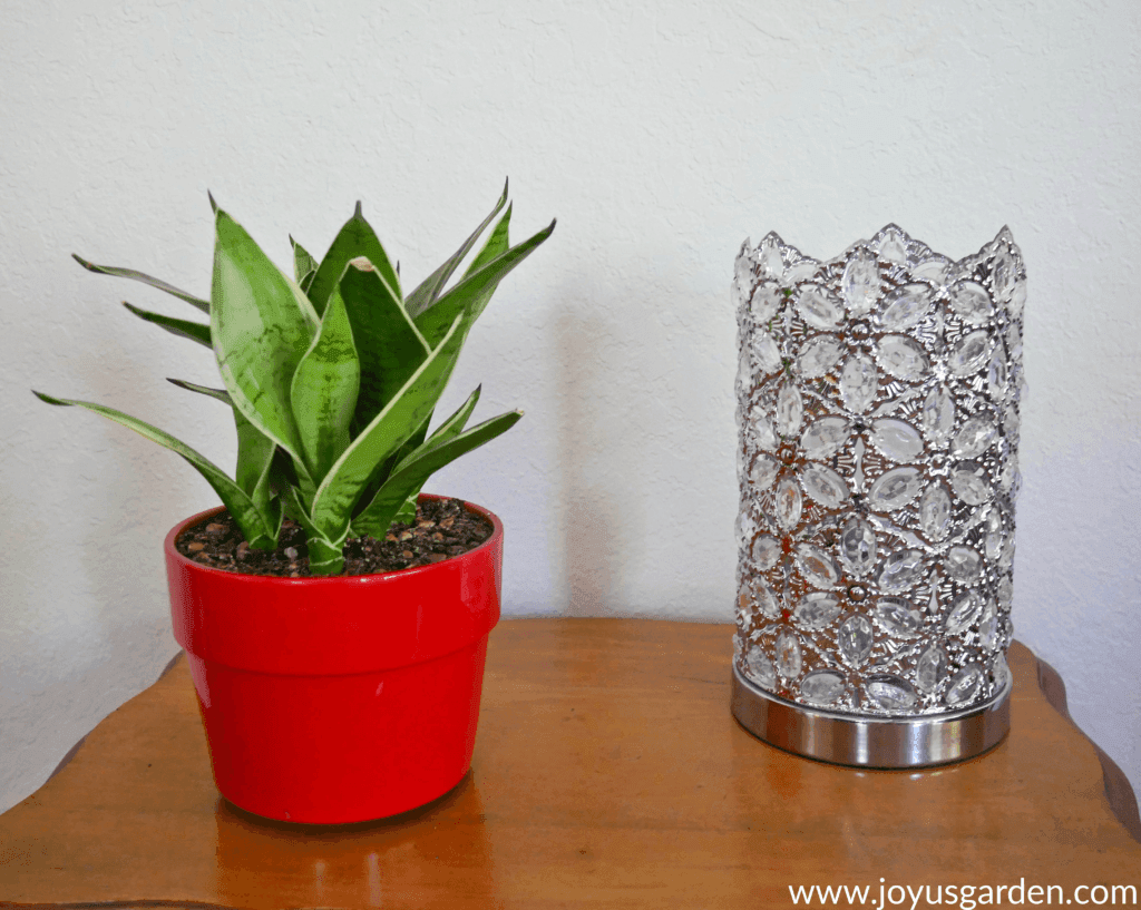 Snake plants are easy to maintain