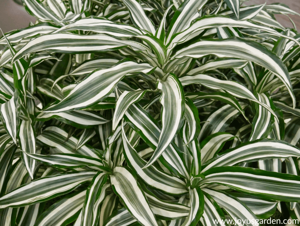 Houseplants come in a variety of colors and shapes