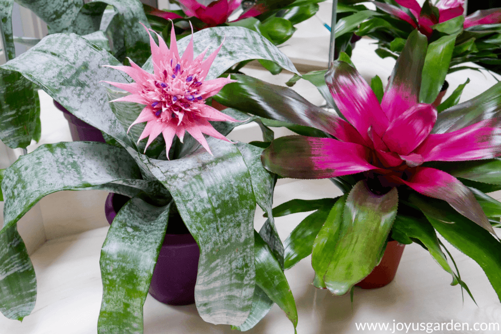 Add color to your space with a variety of plants