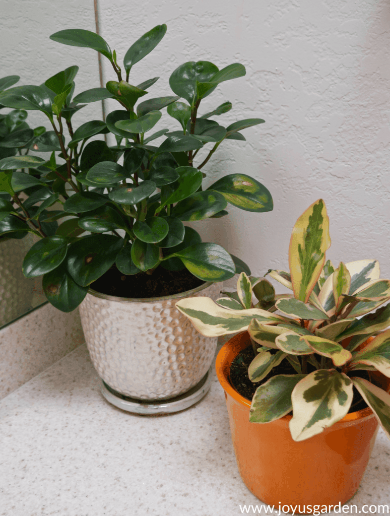 A variety of houseplants