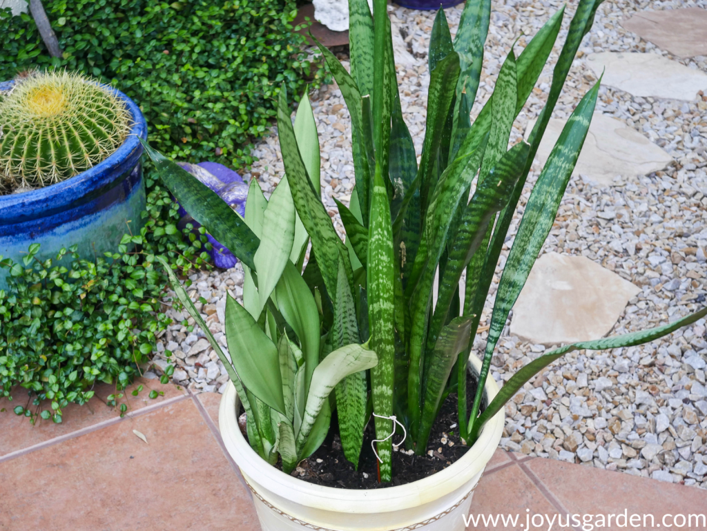 looking down on a large pot with tall & short snake plants
