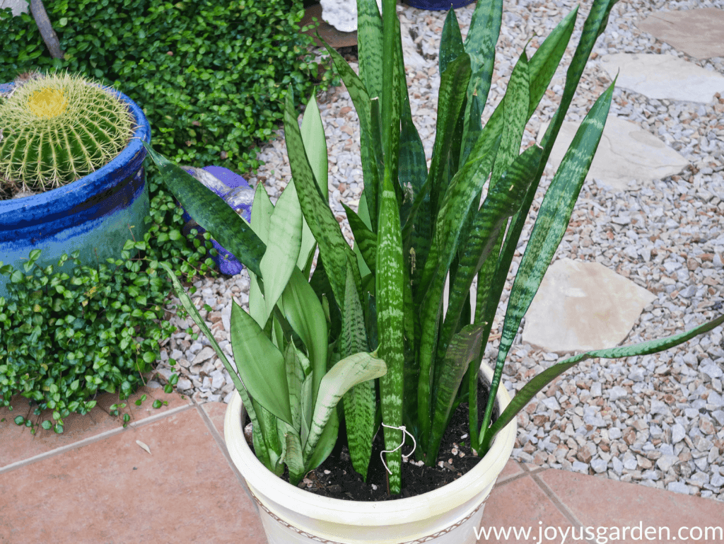 looking down on a large pot with tall & short snake plants