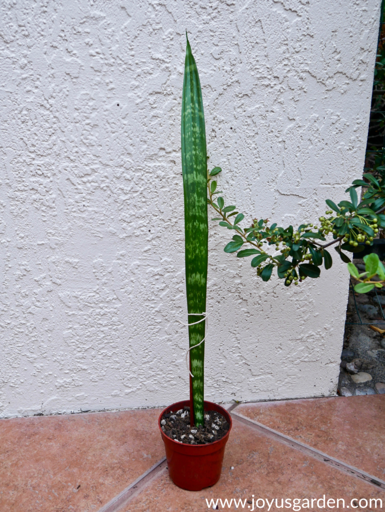 1 tall snake plant leaf in an orange grow pot 