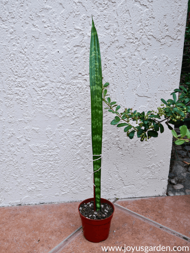 1 tall snake plant leaf in an orange grow pot