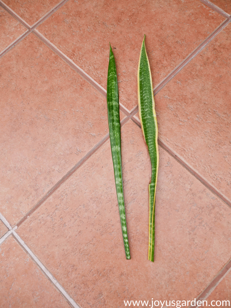 2 large snake plant sansevieria leaves lie on a patio