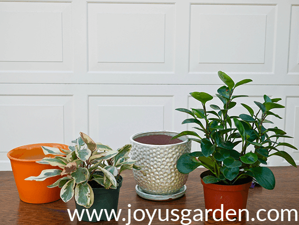 2 peperomia plants in grow pots sit next to orange & pearlescent decorative pots