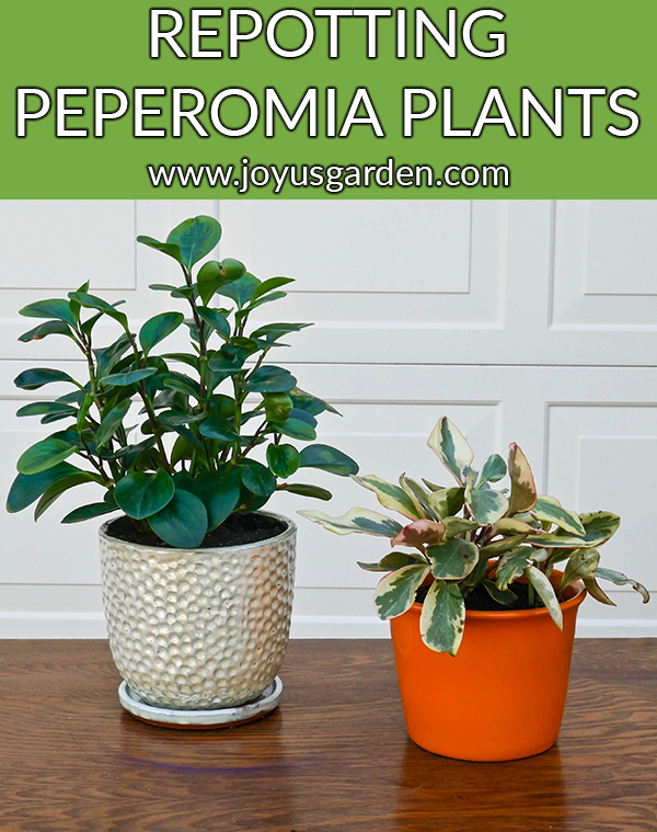 2 peperomias, 1 in a pearlescent pot & the other in an orange pot, sit on a table outdoors the text read repotting peperomia plants plus the proven mix to use