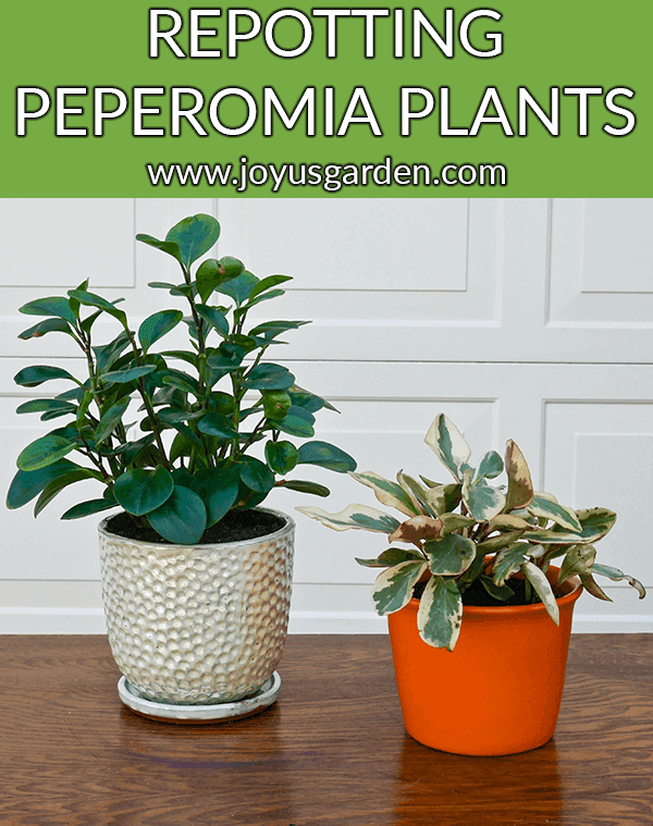 2 peperomias, 1 in a pearlescent pot & the other in an orange pot, sit on a table outdoors the text read repotting peperomia plants plus the proven mix to use
