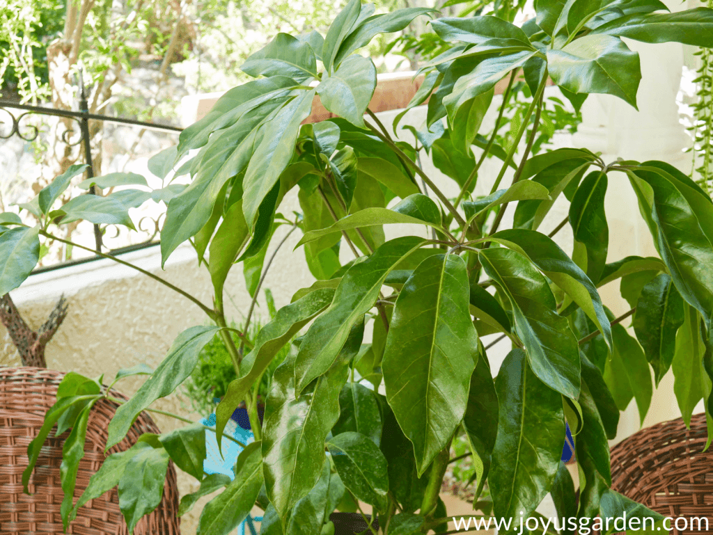 close up of Schefflera Amate leaves