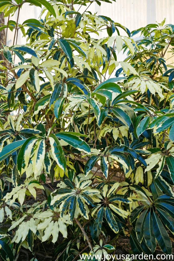 close up of a a variegated Schefflera pueckleri or variegated tupidanthus