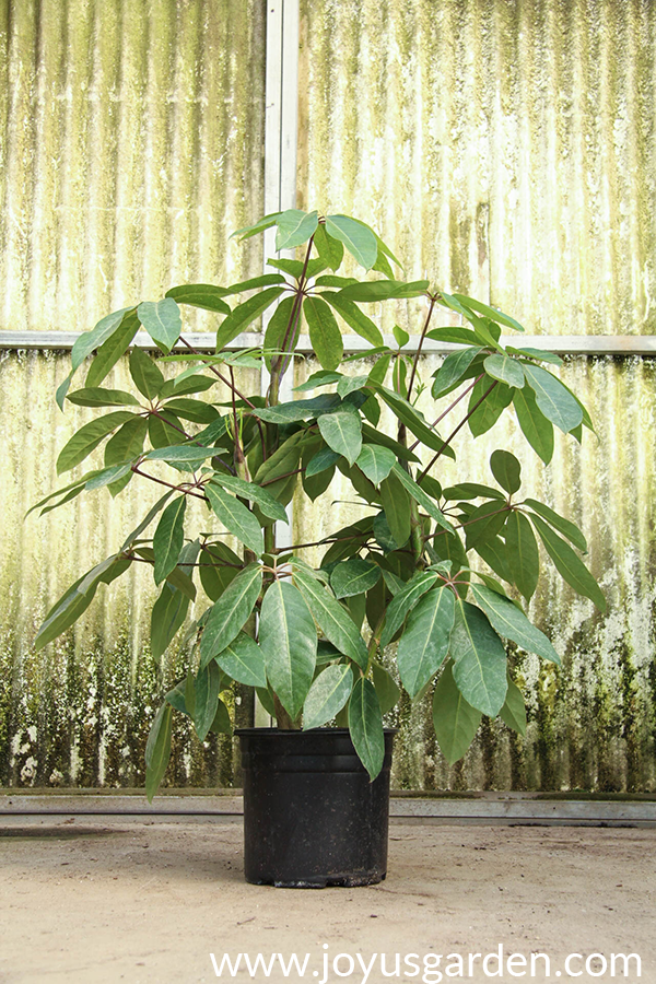 a tall schefflera amate houseplant sits in front of a rustic wall in a grower's greenhouse