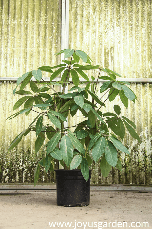 schefflera poisonous to dogs