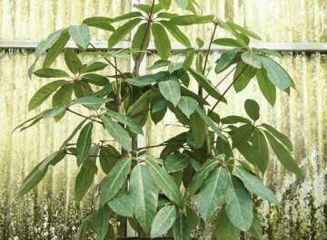 a schefflera amate sits in front of a rustic wall in a grower's greenhouse the text reads how to care for the glorious schefflera amate