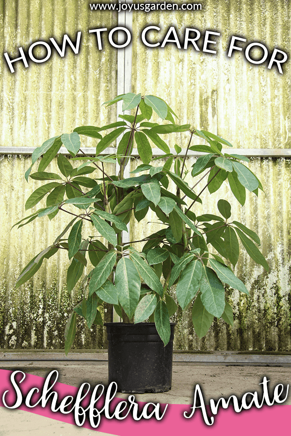 Schefflera Amate Care and Growing Tips Joy Us Garden
