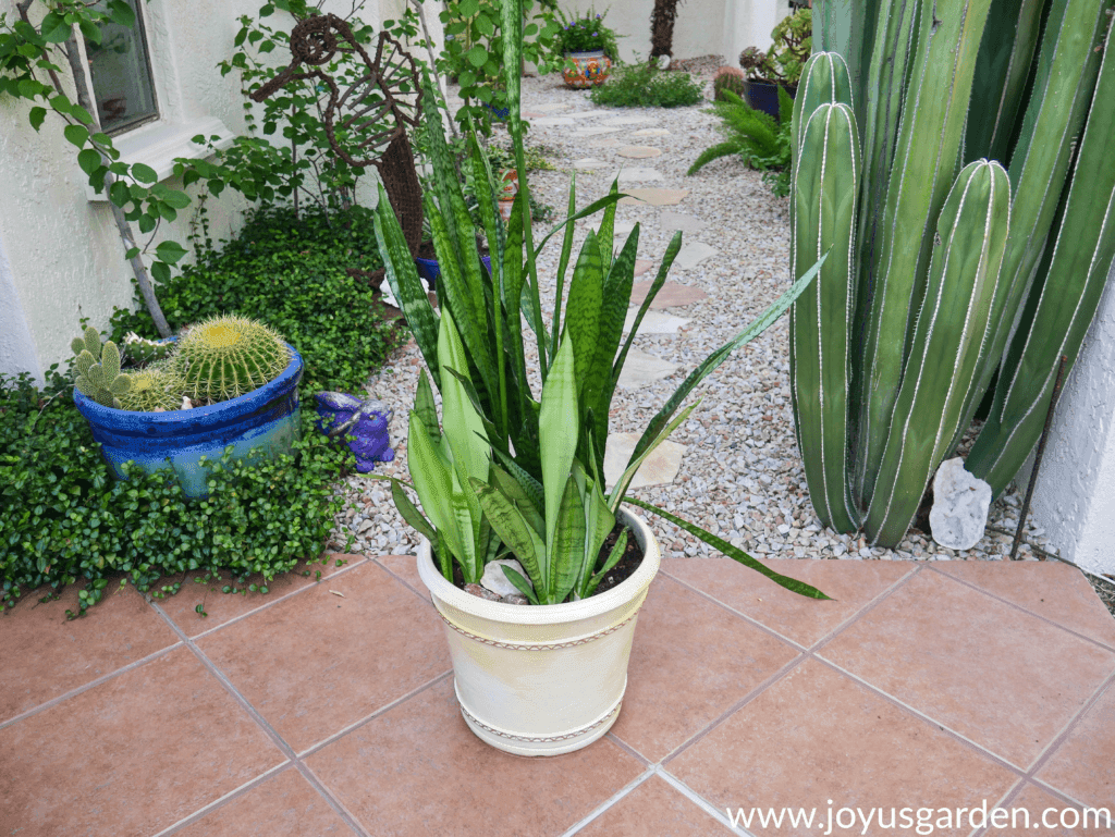 A large pot with different Snake Plants growing in it sits on a patio