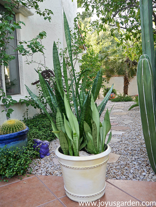 Why Are My Snake Plant Leaves Falling Over Joy Us Garden,Thai Pink Milk Tea Recipe