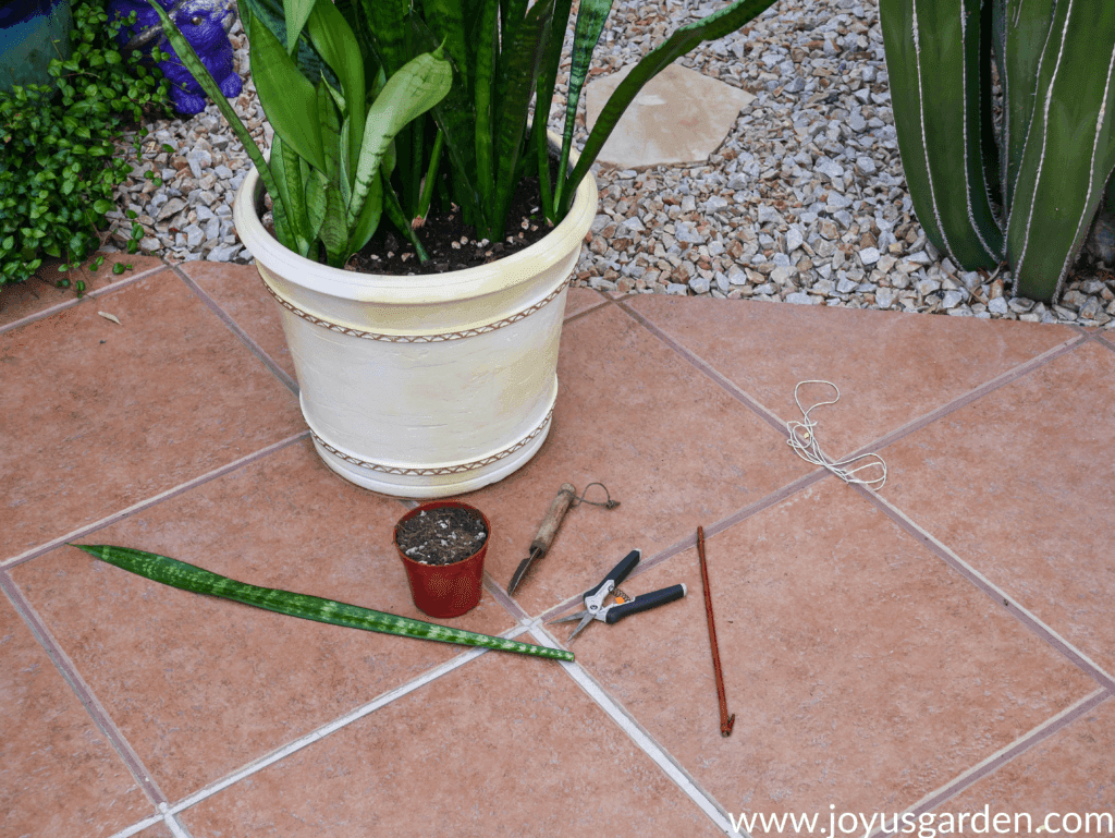 looking down on a large pot with snake plants, a snake plant leaf, & planting tools