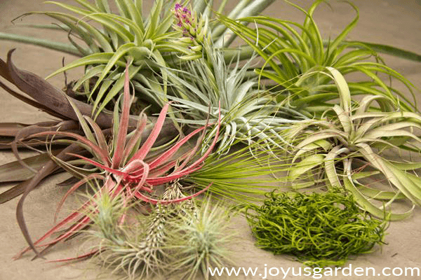 many different types of air plants tillandsias are grouped together with a piece of green moss in the front