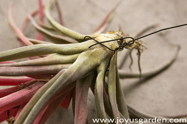 a piece of gren wire is wrapped around the base of a pink & pinkish-red air plant tillandsia