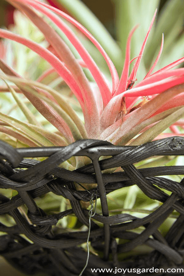 close up of a pinkish-red air plant tillandsia wired to a black basket