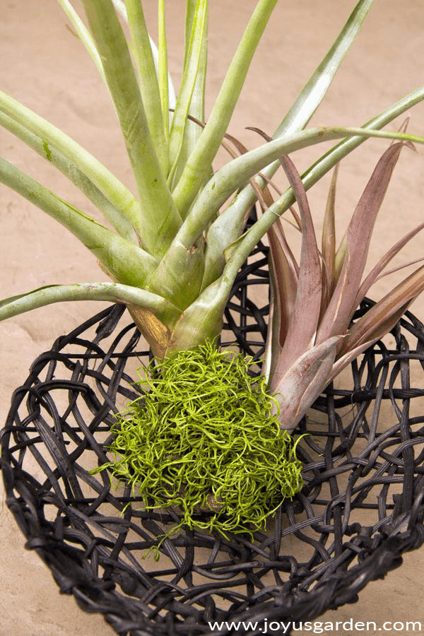 2 large air plants tillandsias sit in a black basket with bright green moss at their base