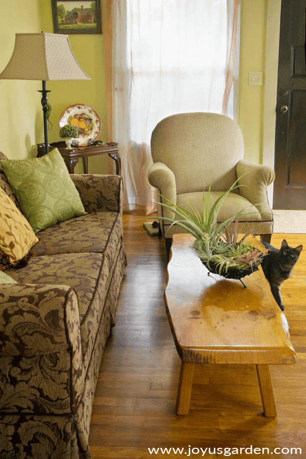 an air plant home decor piece in a black basket sits on a rustic wooden coffee table a grey cat peers around the table