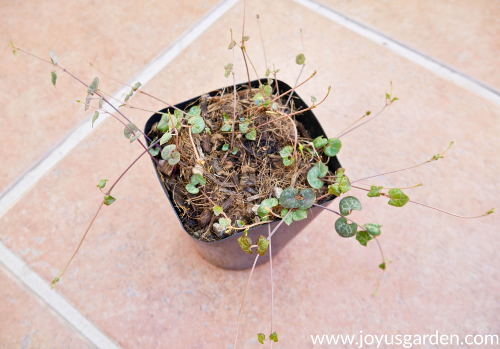 Repotting string of hearts plant care