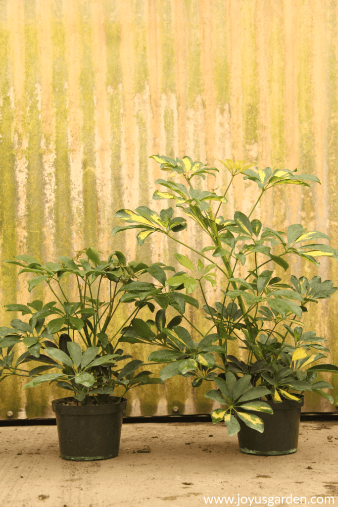 2 schefflera arboricolas 1 variegated sit in front of a rustic wall in a grower's greenhouse