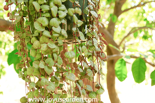 Planting A String Of Hearts (Rosary Vine, Ceropegia Woodii), A Trailing Houseplant