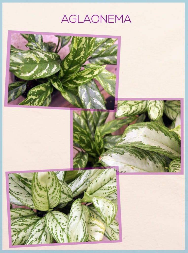 aglaonema chinese evergreens with different patterning on the page of the book keep your houseplants alive the header says aglaonema