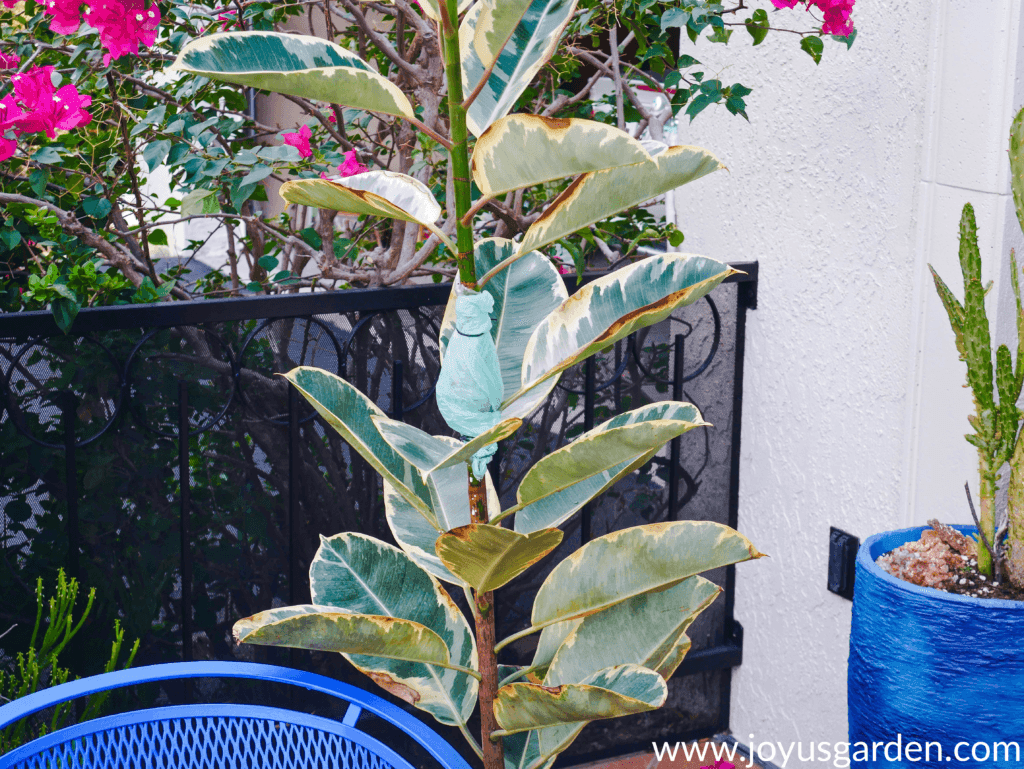 a variegated rubber plant rubber tree with a single stem being air layered 